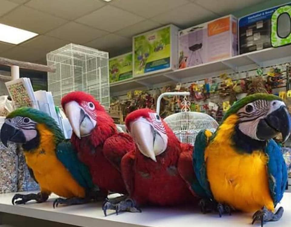 macaws Parrots for sale contact what's-app +447361628210